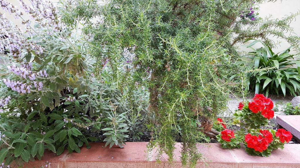 Il Giardino Del Nespolo Bed and Breakfast Alghero Eksteriør billede